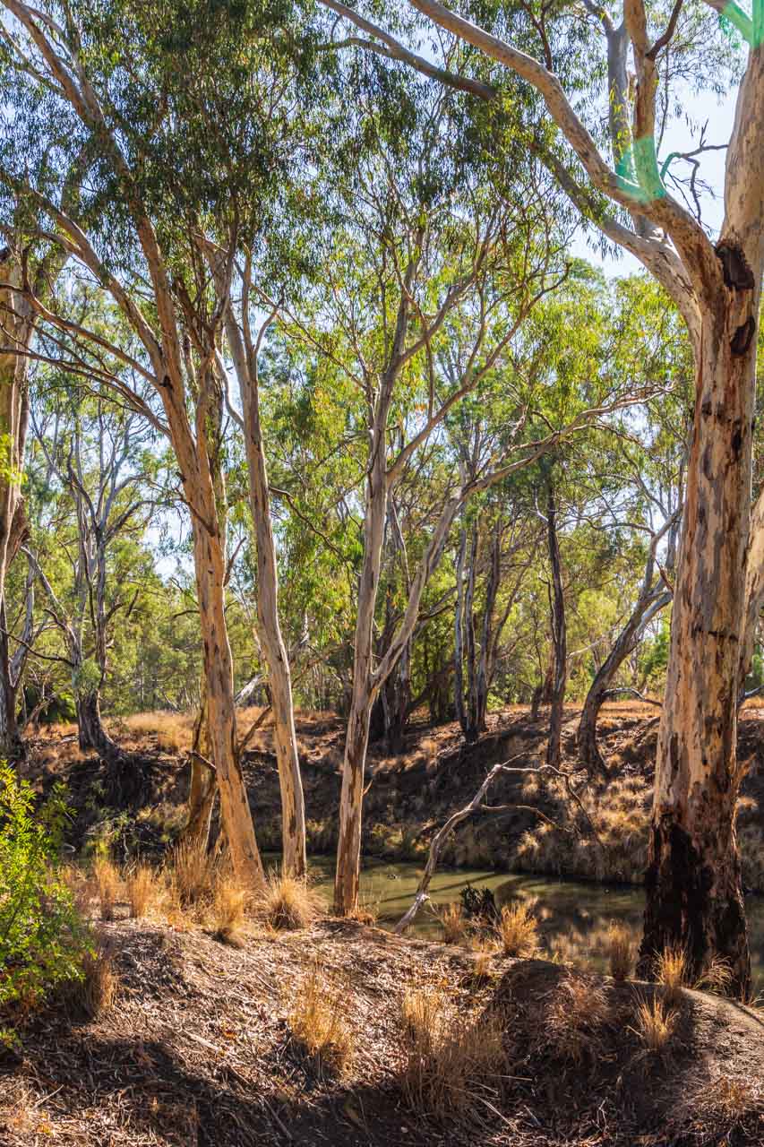 Australian native trees grow along the banks of a river