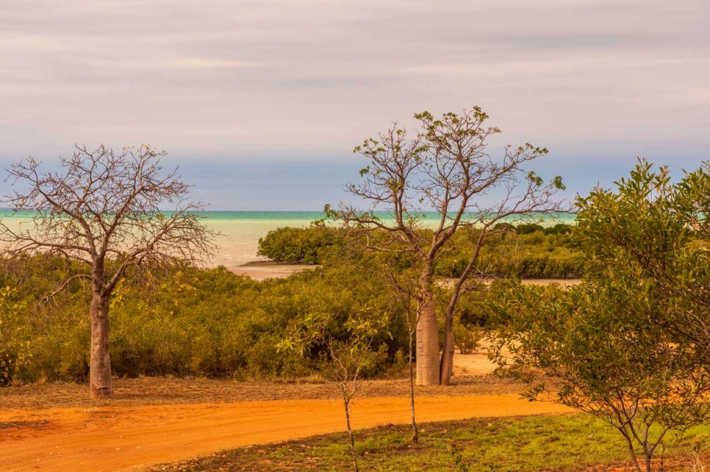 Two bomb trees in red soil in front of mangroves, with the turquoise sea behind them