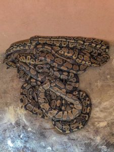 Many pythons coiled together on a concrete floor