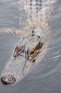 A picture of an alligator with just its nose and eyes breaking water.