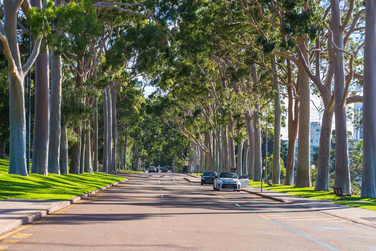 A photo of a tree-lined street
