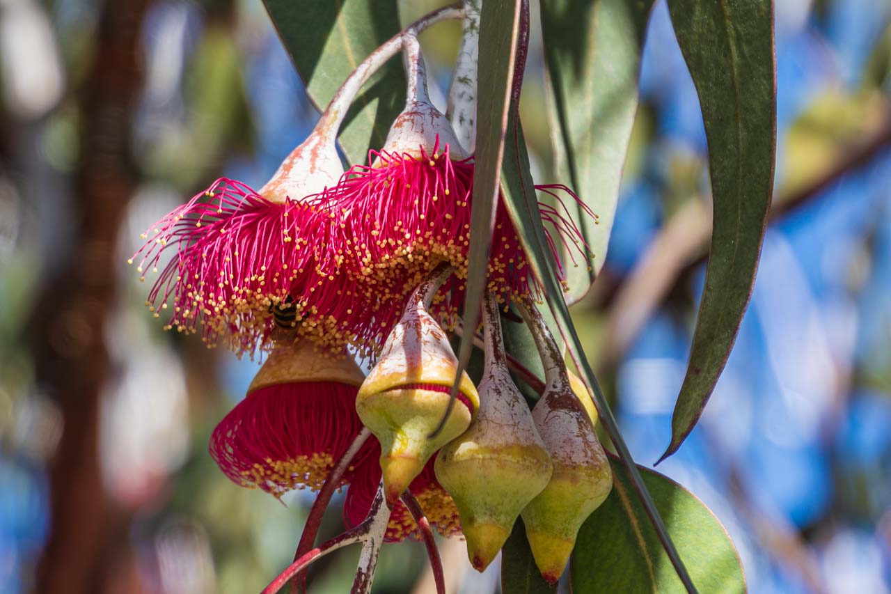 Red flowers and pods on a red flowering gum tree