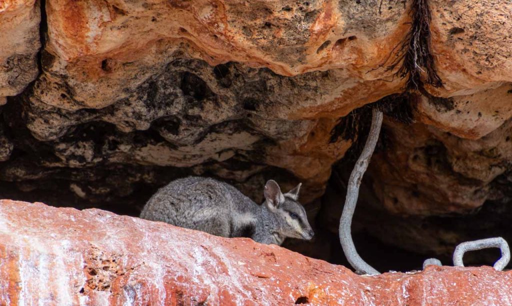 A small wallaby sitting in a low-ceilinged cave