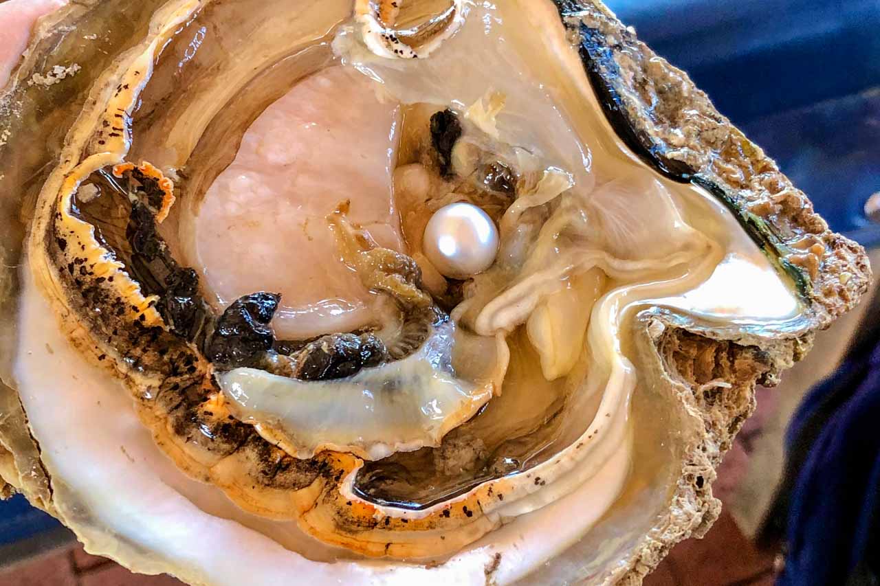 A pearl in an opened oyster