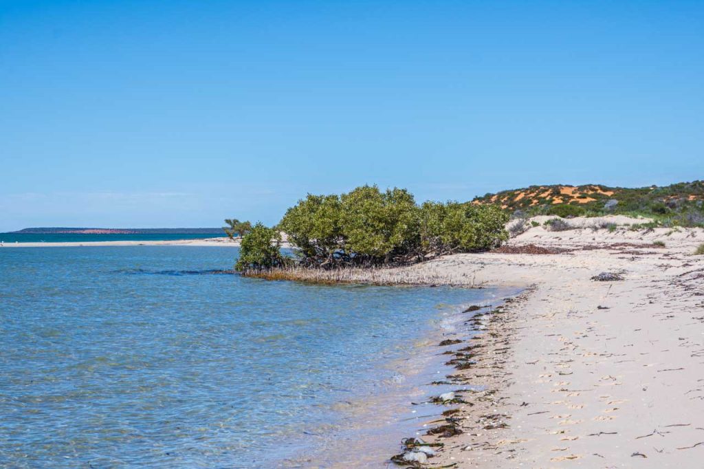 A beach with mangroves, white san and red sand dunes