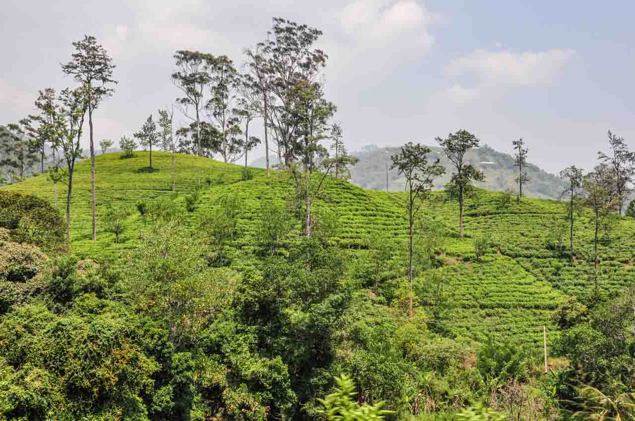 Tea bushes growing on hills
