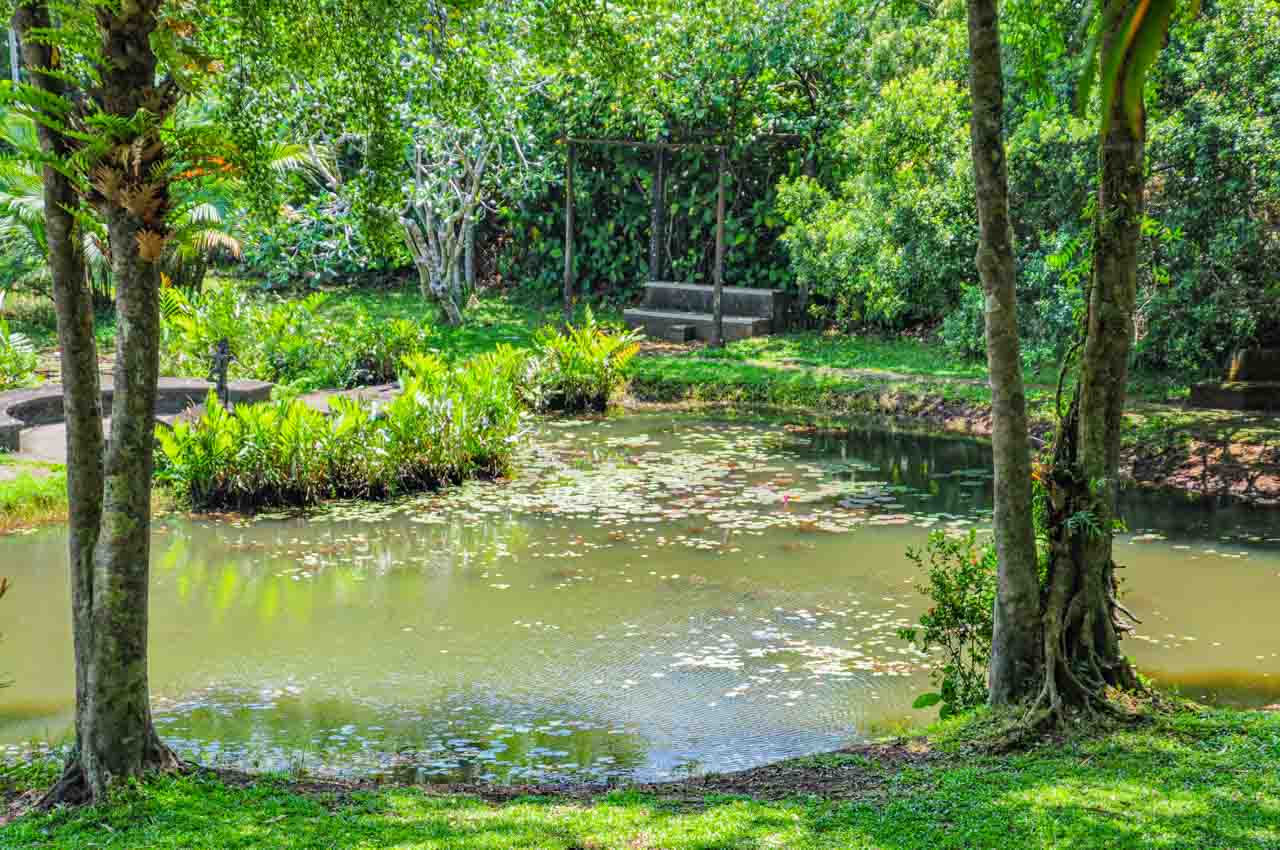A pond surrounded by tropical forest