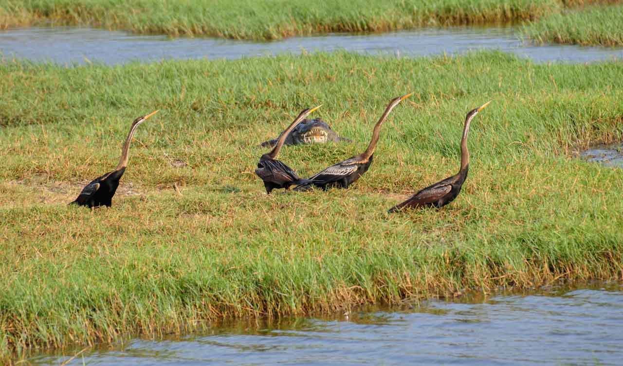 A crocodile approaches three birds on an island of reeds