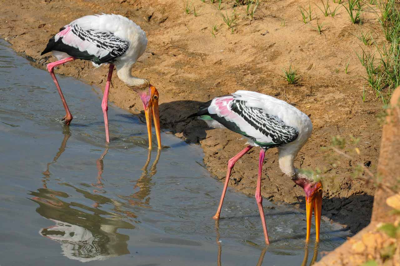 Two birds with long pink legs, long orange beaks, and white, black, pink, and green feathers drink from a mud pool.