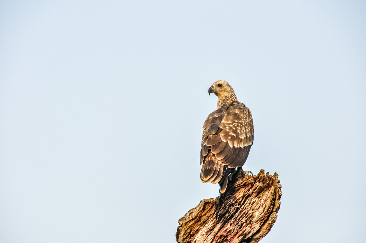 A brown and white eagle sits on a tree stump