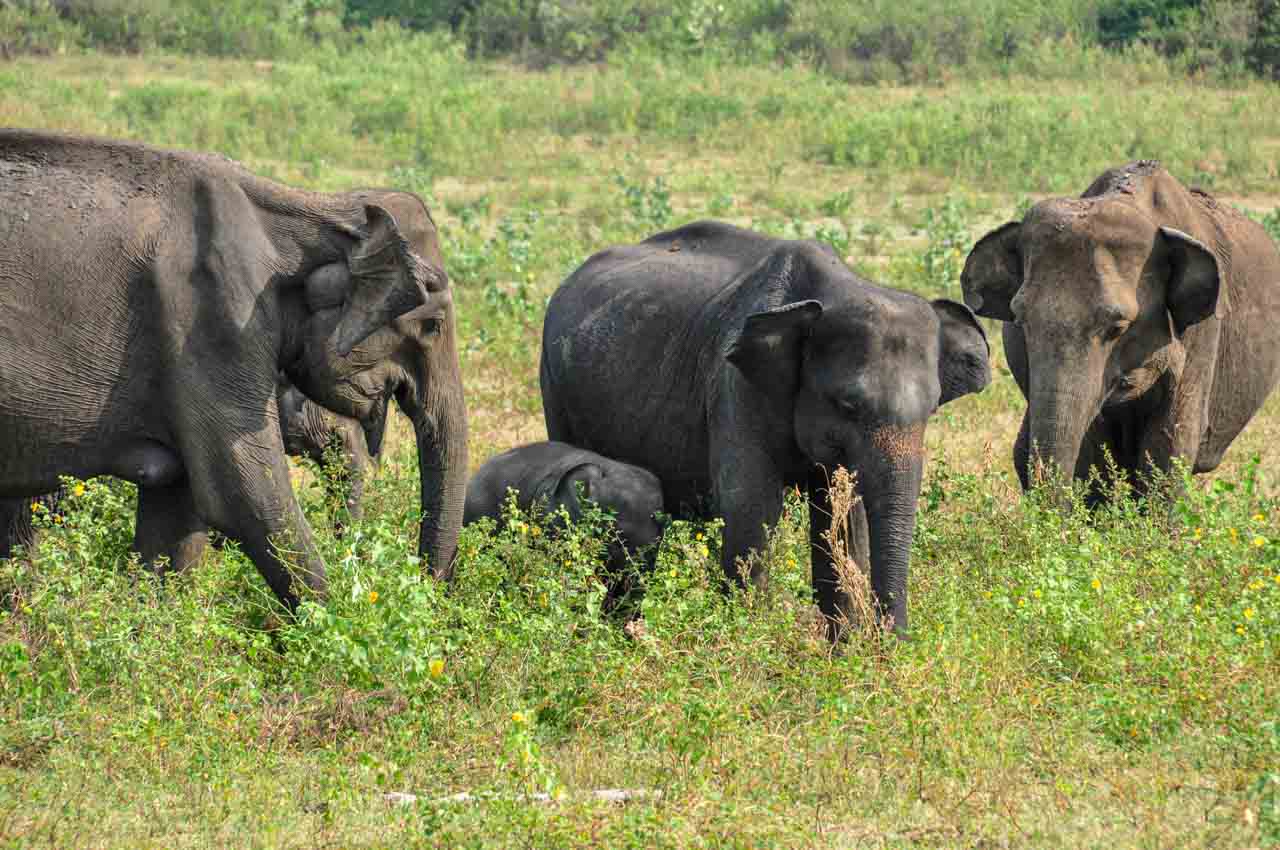 A group of five elephants of varying sizes