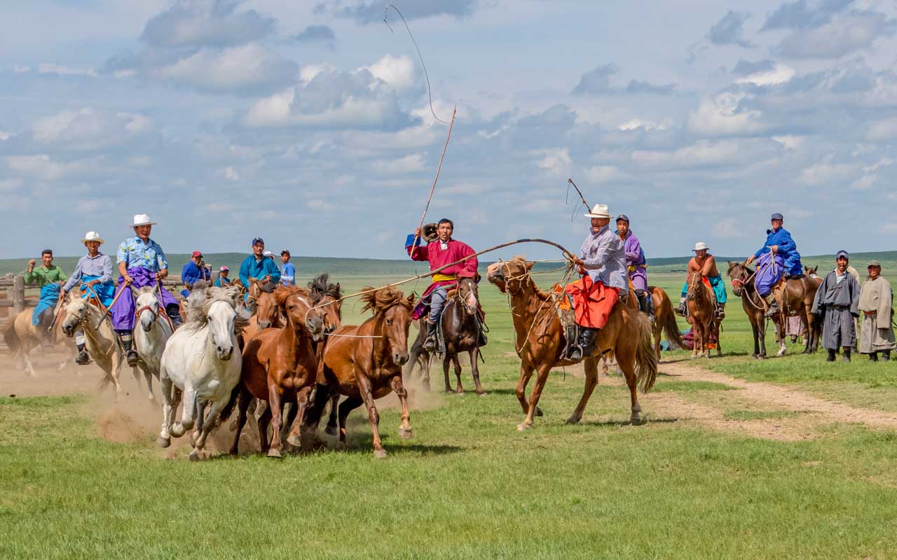 Riders on horses with lassos on long poles rope stampeding horses.