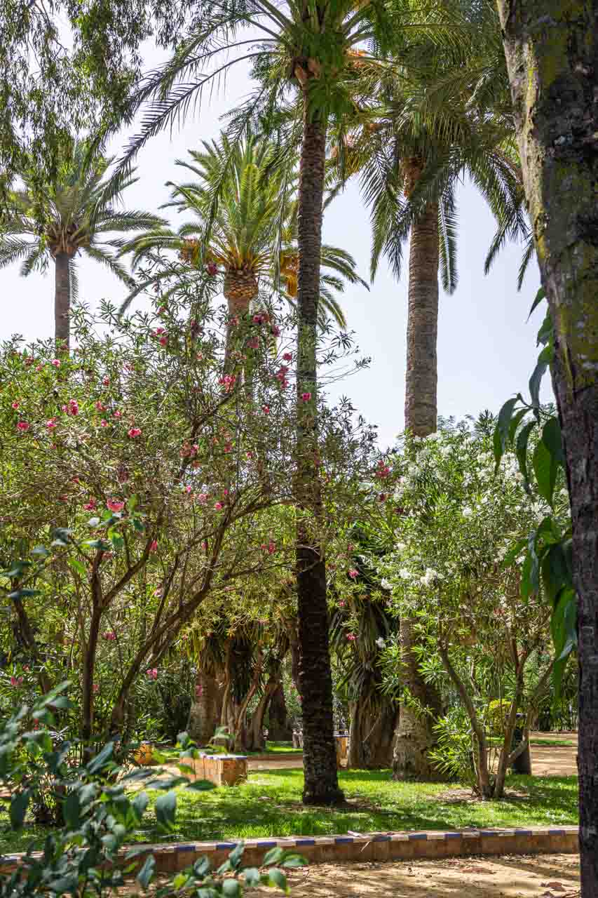 A park with tall palms, lawns, and red flowering trees.