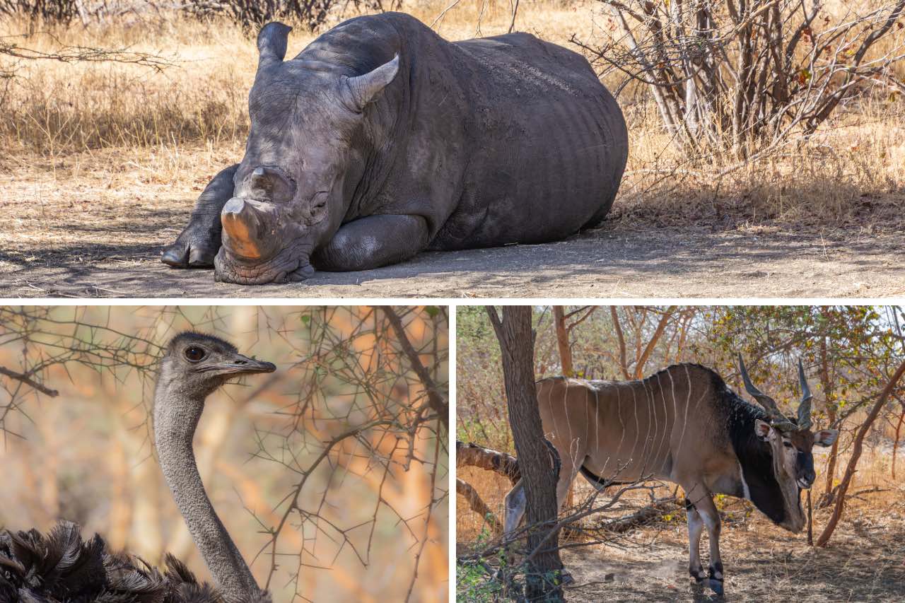 An image with three photos of animals - a white rhino, an ostrich, and a giant eland.